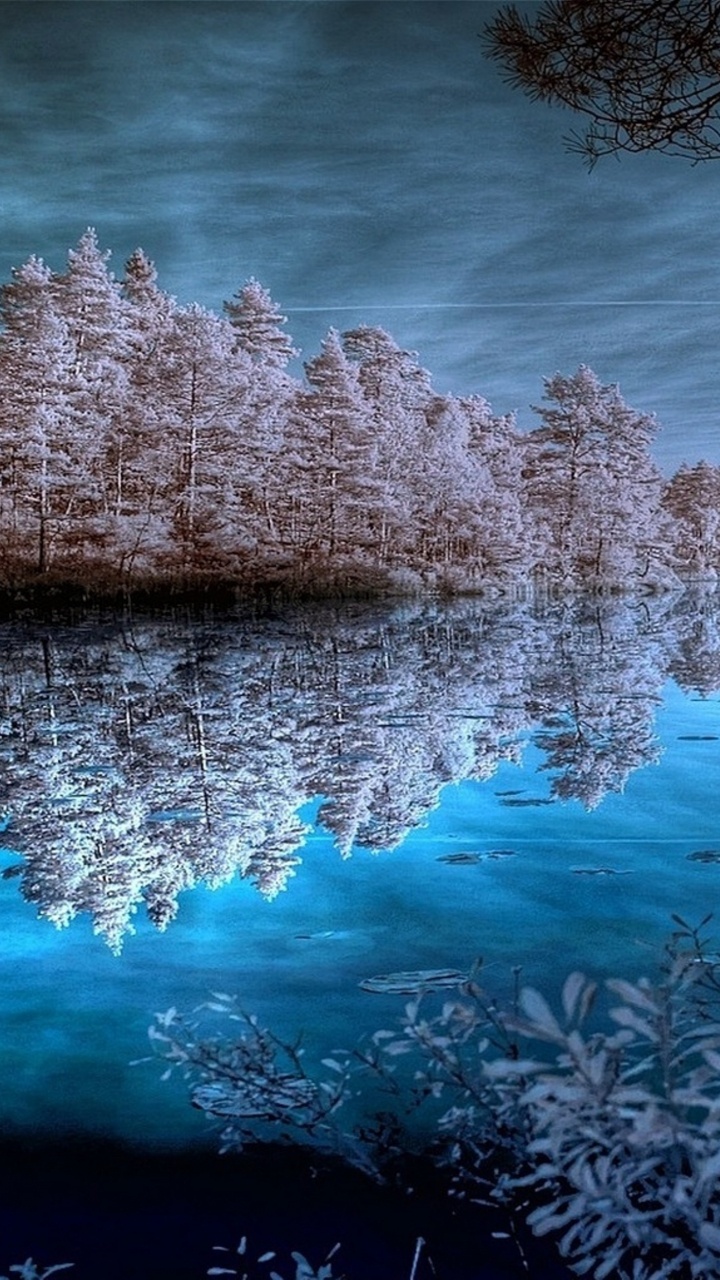 Brown Trees Near Body of Water Under Cloudy Sky During Daytime. Wallpaper in 720x1280 Resolution