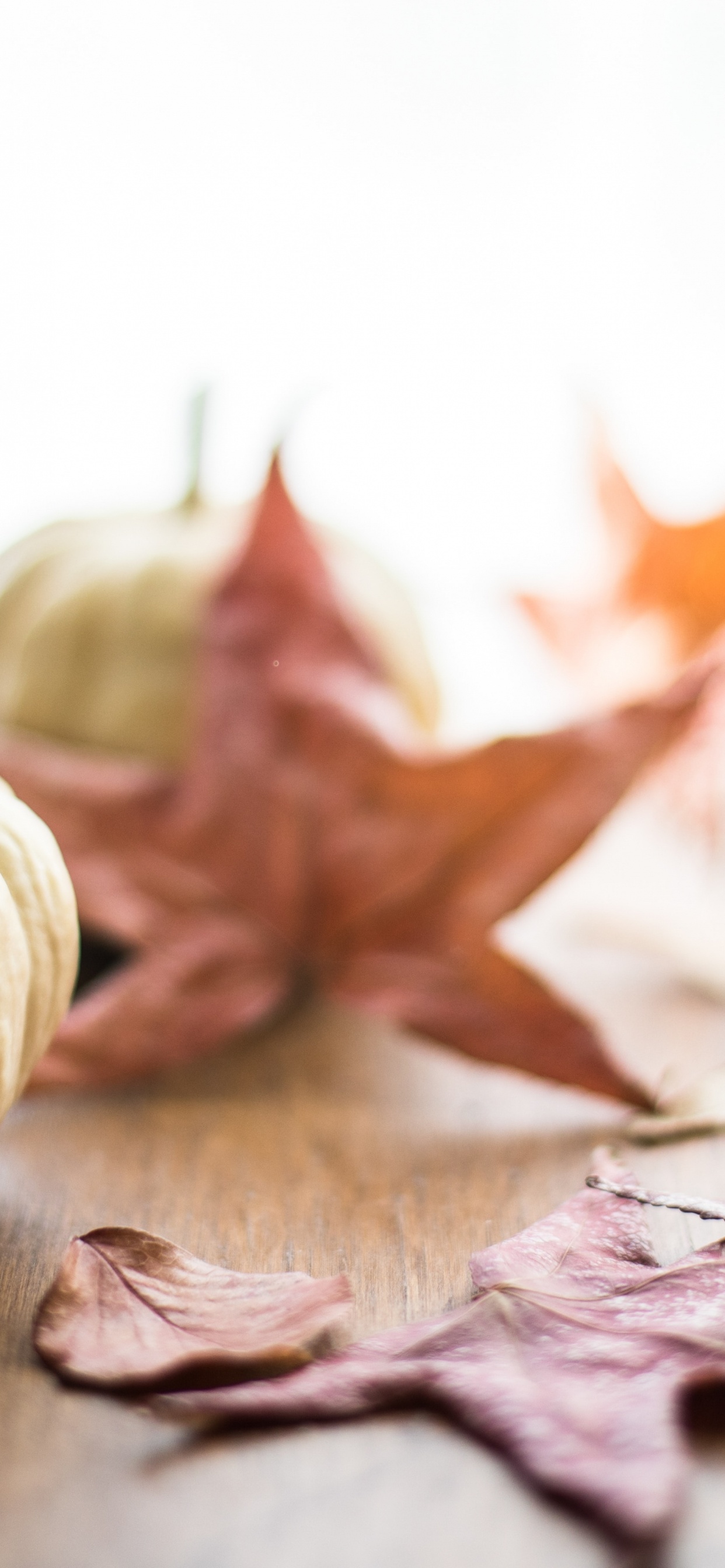 Leaf, Pumpkin Pie, Thanksgiving, Food, Plant. Wallpaper in 1242x2688 Resolution