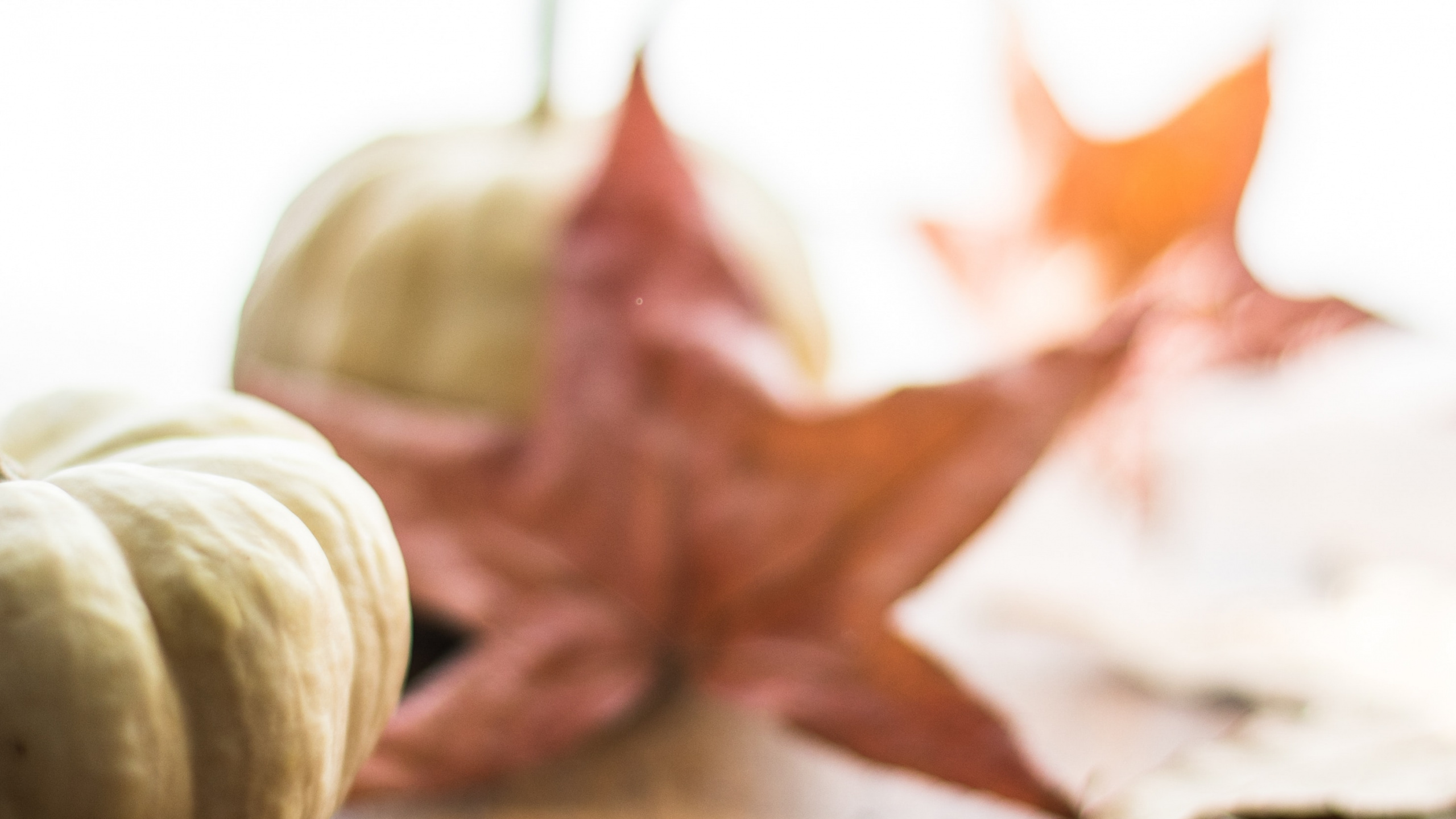 Leaf, Pumpkin Pie, Thanksgiving, Food, Plant. Wallpaper in 2560x1440 Resolution