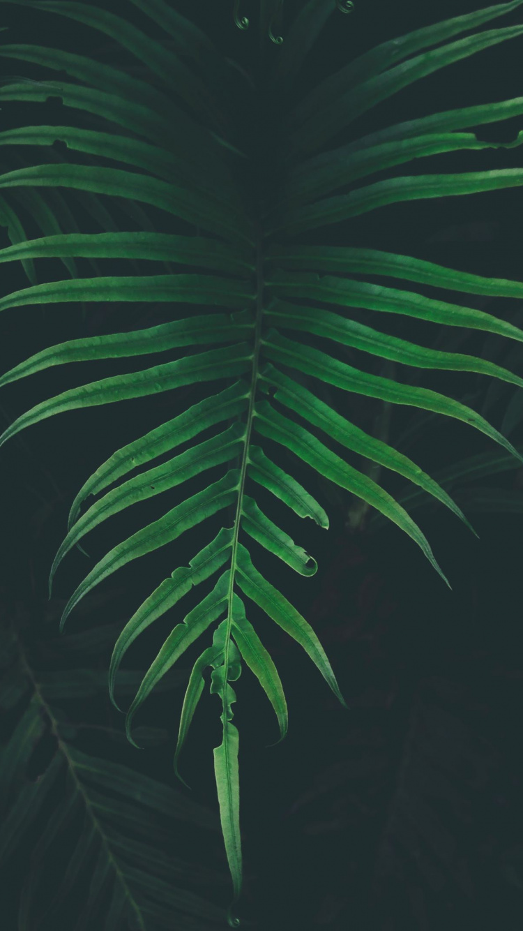 Grüne Palmenpflanze Während Der Nacht. Wallpaper in 750x1334 Resolution