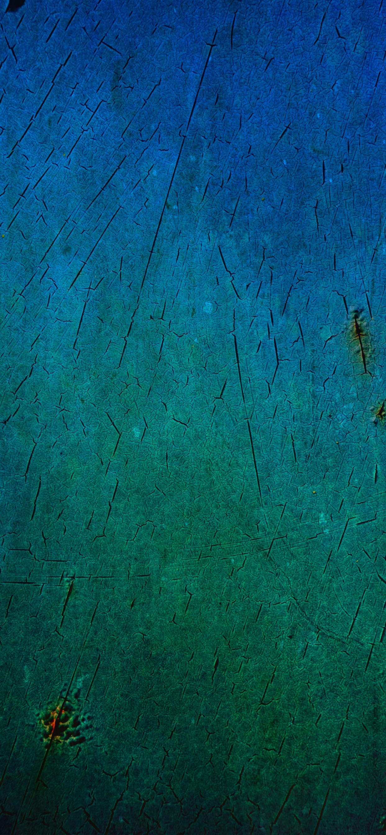 Insecte Brun Sur Mur Peint en Bleu. Wallpaper in 1242x2688 Resolution