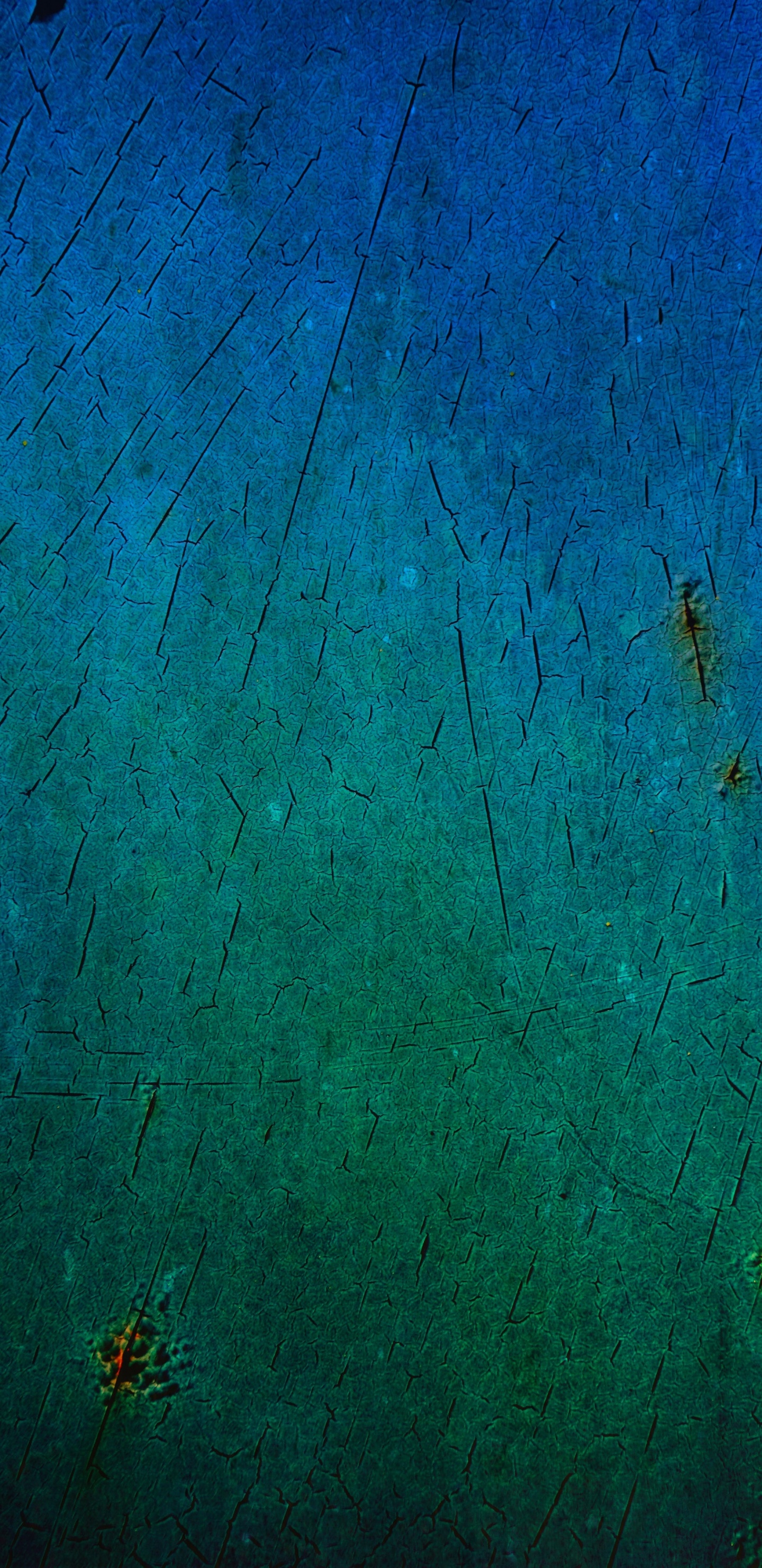 Brown Insect on Blue Painted Wall. Wallpaper in 1440x2960 Resolution