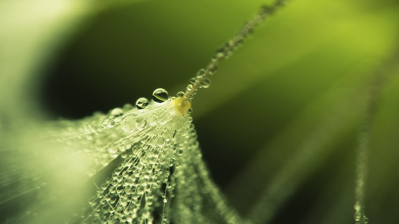 Gotas de Agua en la Hoja Verde. Wallpaper in 1366x768 Resolution