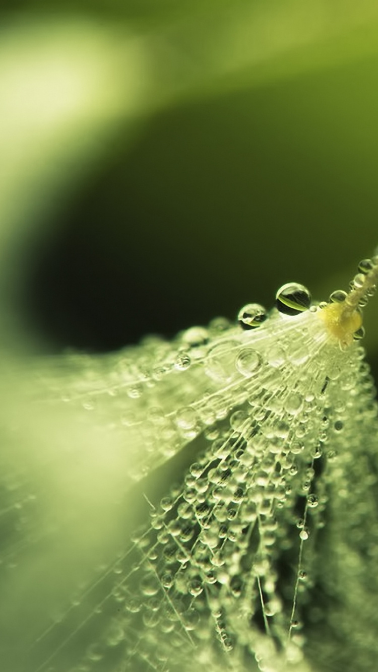 湿气, 性质, 放下, 宏摄影, 植物干 壁纸 750x1334 允许