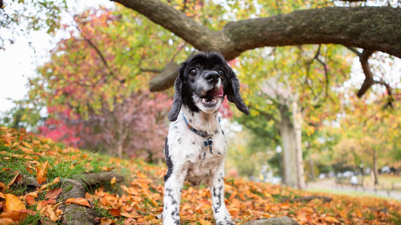 Black and White Short Coated Dog Standing on Brown and Green Grass During Daytime. Wallpaper in 1366x768 Resolution