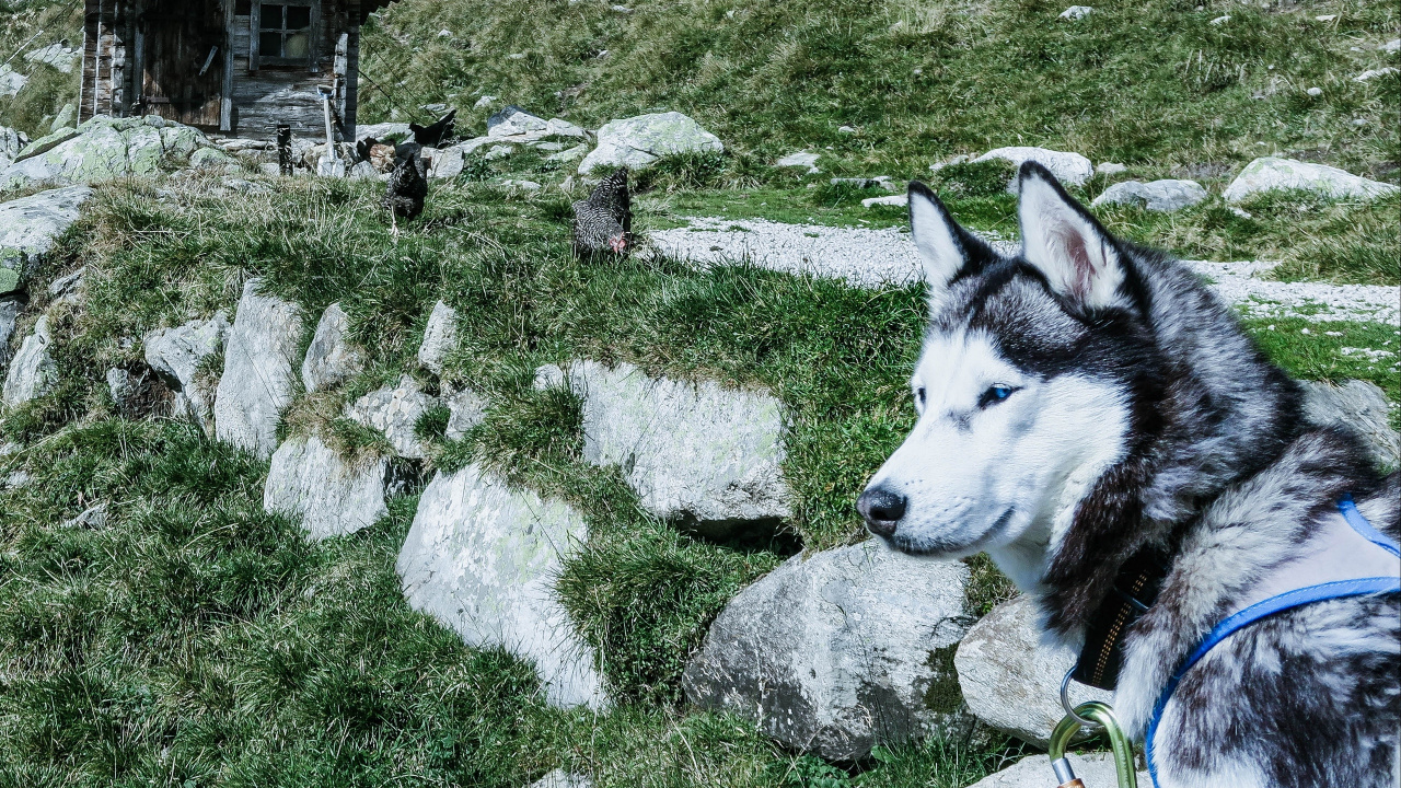 Black and White Siberian Husky on Green Grass Field During Daytime. Wallpaper in 1280x720 Resolution