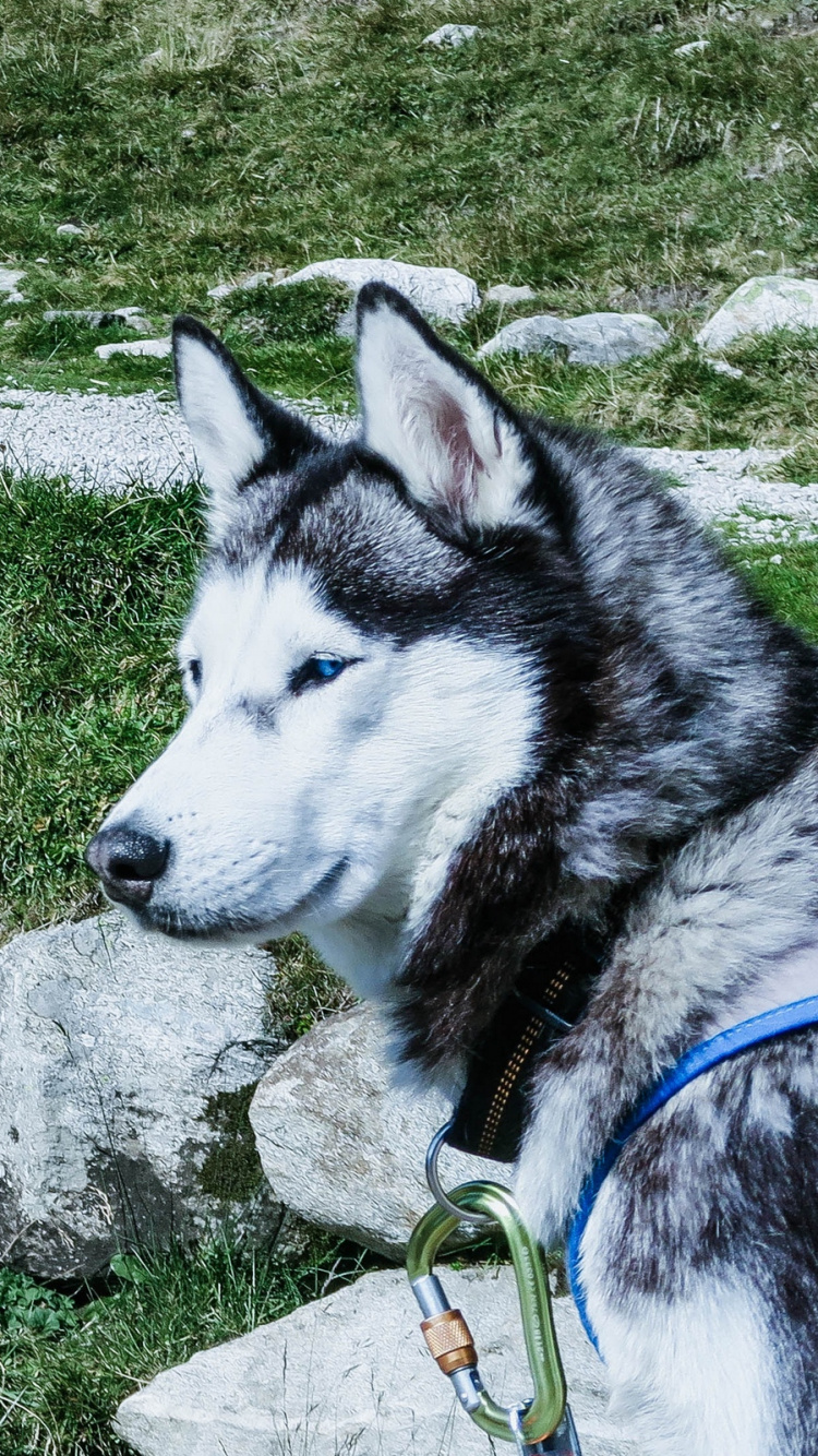 Schwarz-Weiß-Siberian Husky Auf Der Grünen Wiese Tagsüber. Wallpaper in 750x1334 Resolution