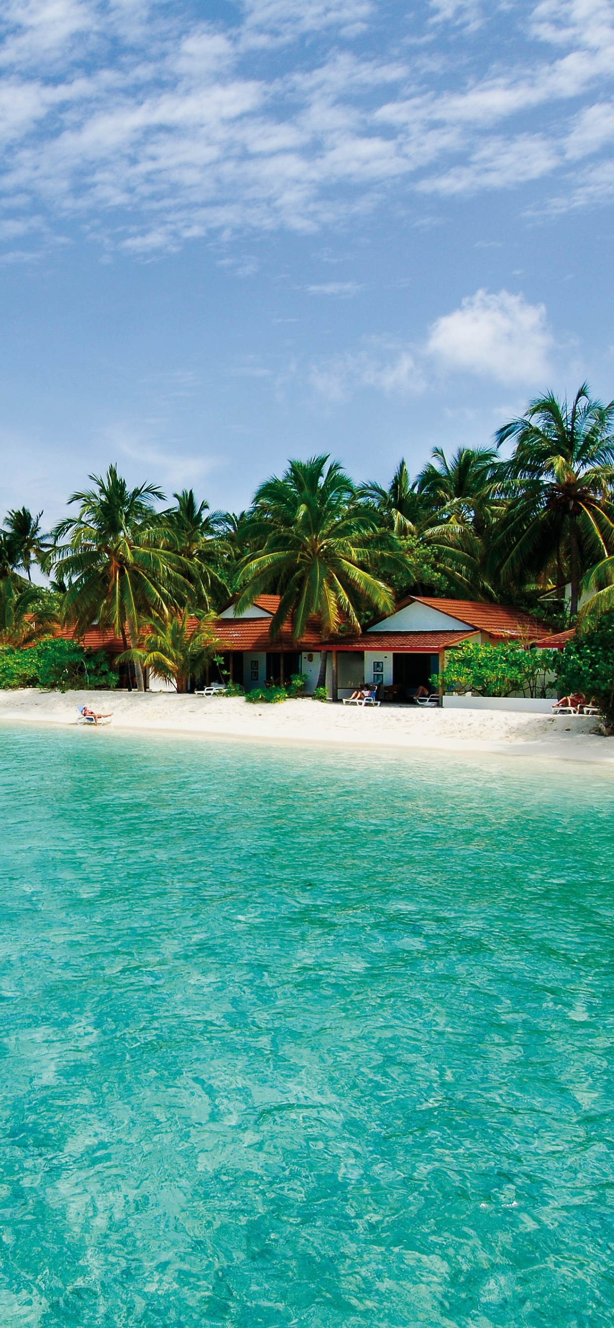 Green Palm Trees on Beach During Daytime. Wallpaper in 1242x2688 Resolution