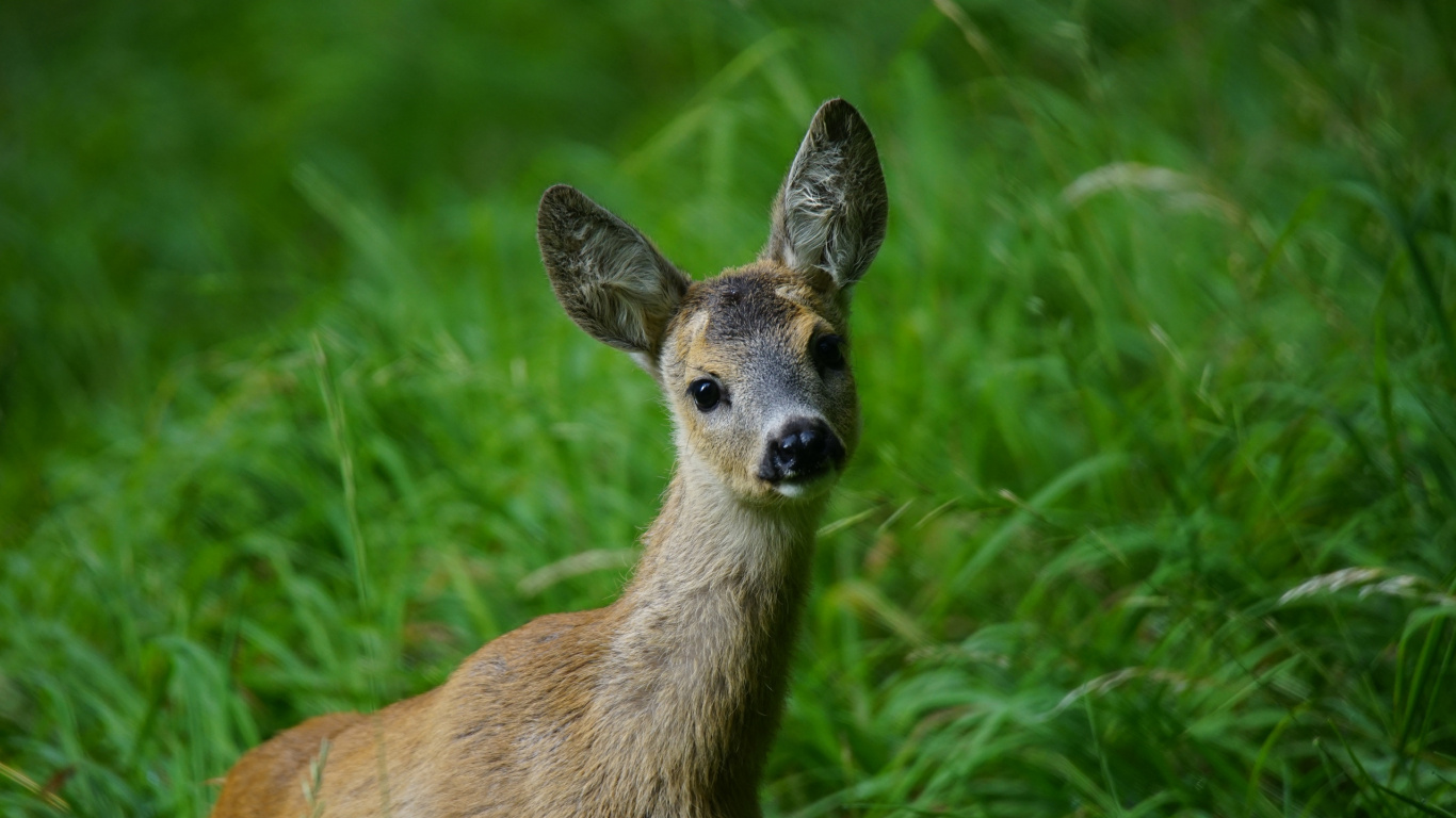 Cerf Brun Sur L'herbe Verte Pendant la Journée. Wallpaper in 1366x768 Resolution