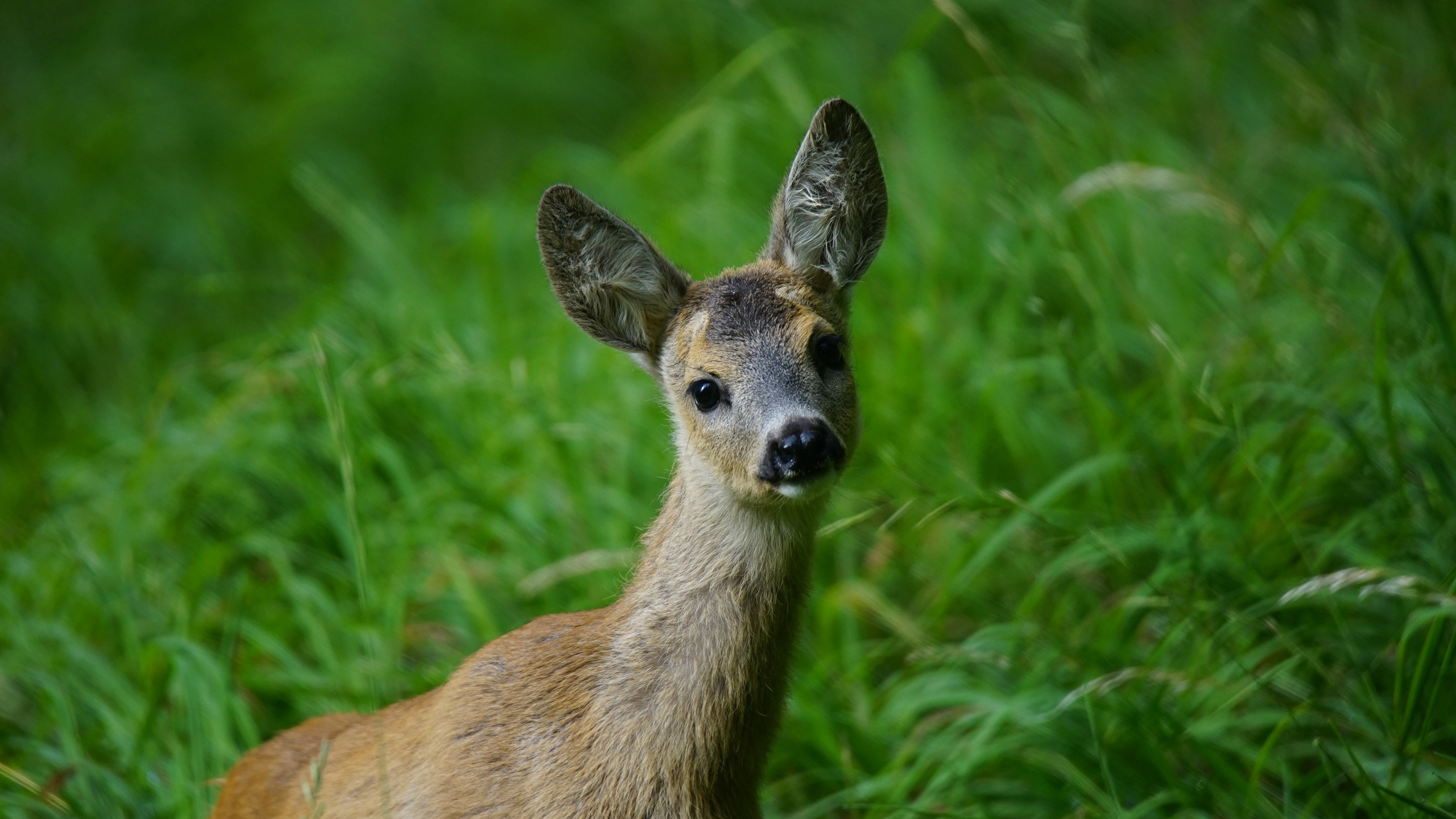 Cerf Brun Sur L'herbe Verte Pendant la Journée. Wallpaper in 2560x1440 Resolution
