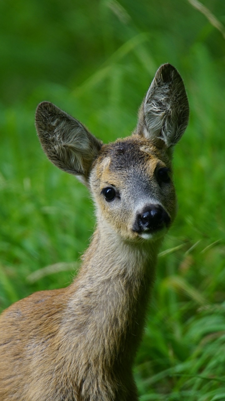 Brown Deer on Green Grass During Daytime. Wallpaper in 720x1280 Resolution