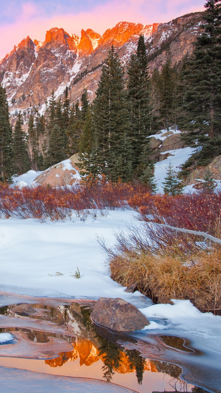 Green Pine Trees on Snow Covered Ground. Wallpaper in 720x1280 Resolution