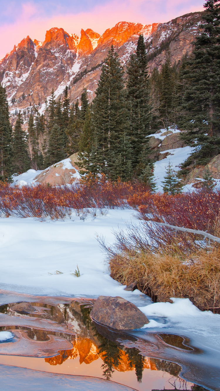 Green Pine Trees on Snow Covered Ground. Wallpaper in 750x1334 Resolution