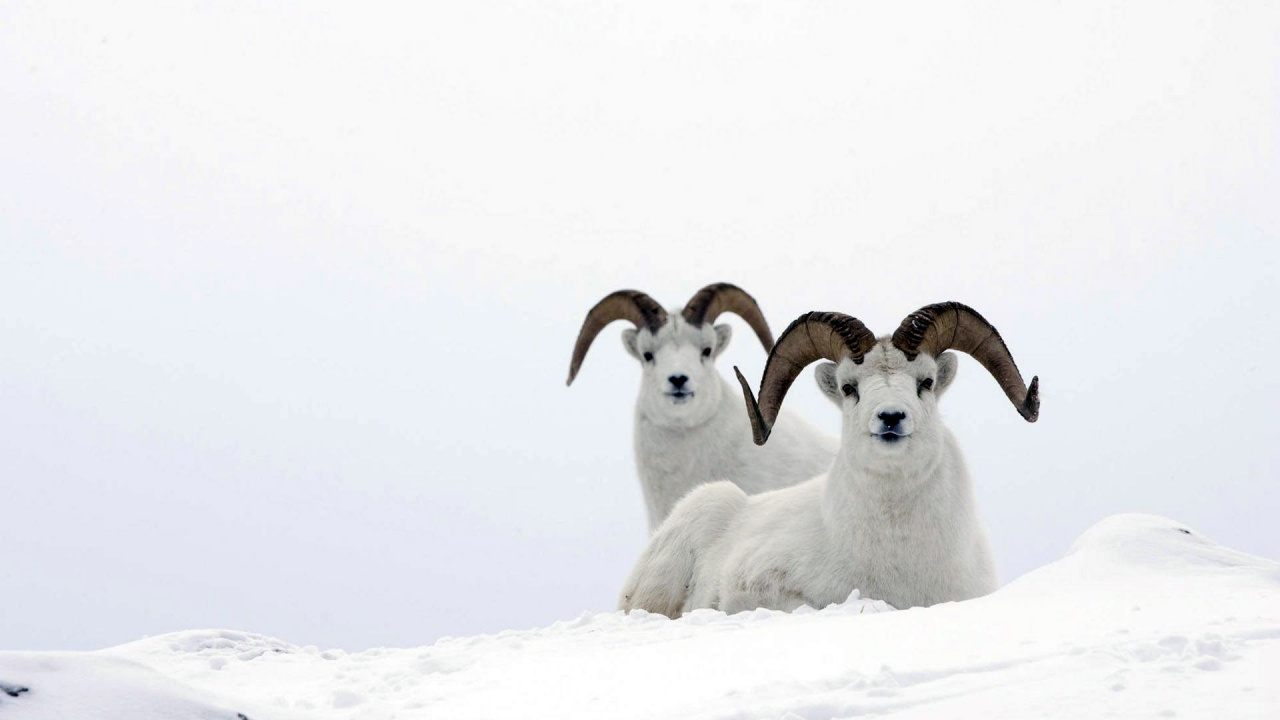 Drei Weiße Schafe Auf Schneebedecktem Boden Tagsüber. Wallpaper in 1280x720 Resolution