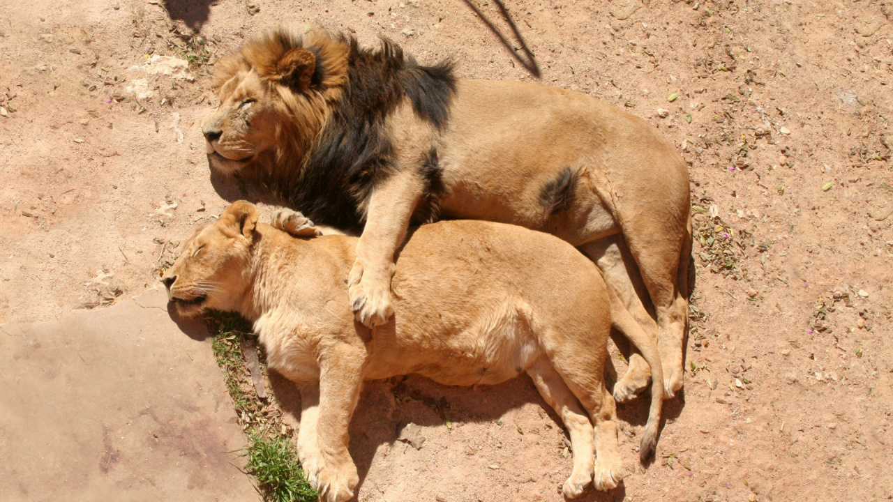 Brown Lion Lying on Ground During Daytime. Wallpaper in 1280x720 Resolution