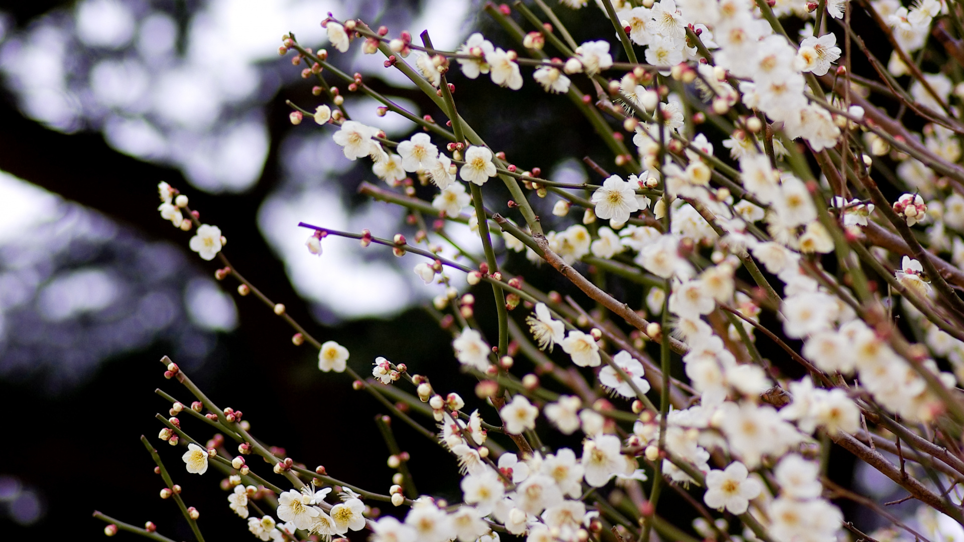 Weiße Blumen in Tilt-Shift-Linse. Wallpaper in 1920x1080 Resolution