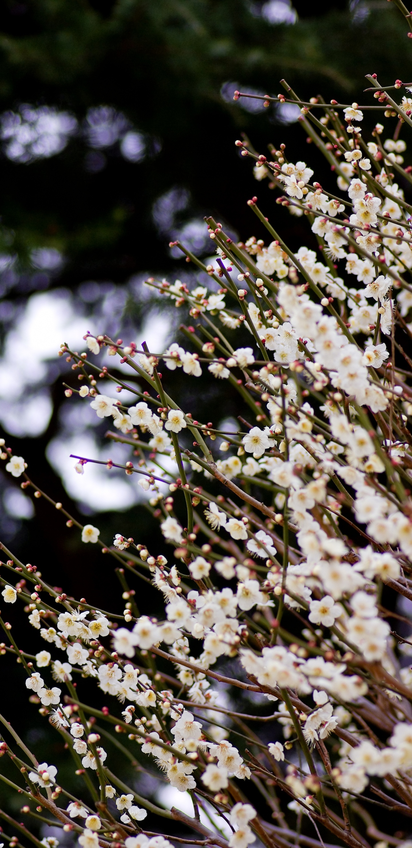 Fleurs Blanches Dans L'objectif à Décentrement. Wallpaper in 1440x2960 Resolution