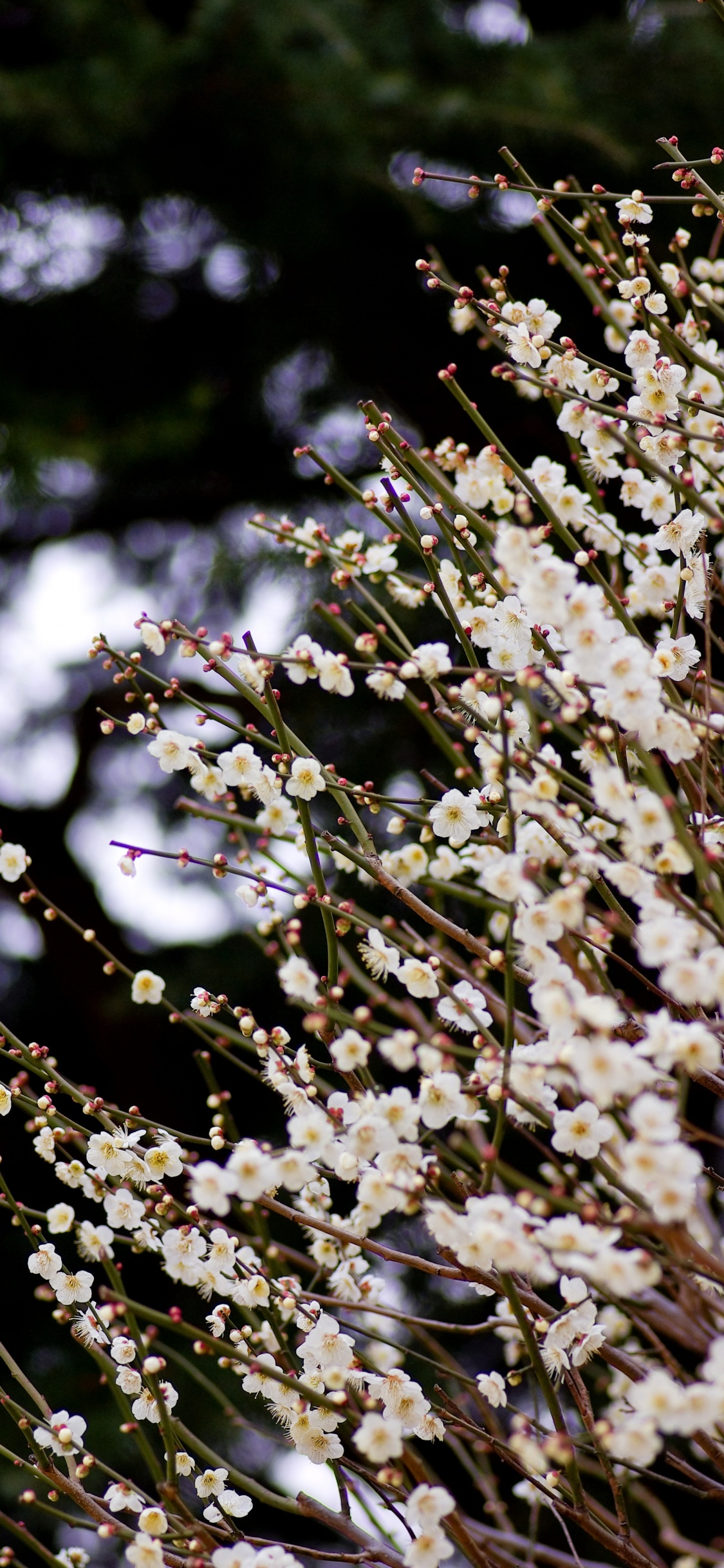 White Flowers in Tilt Shift Lens. Wallpaper in 1125x2436 Resolution