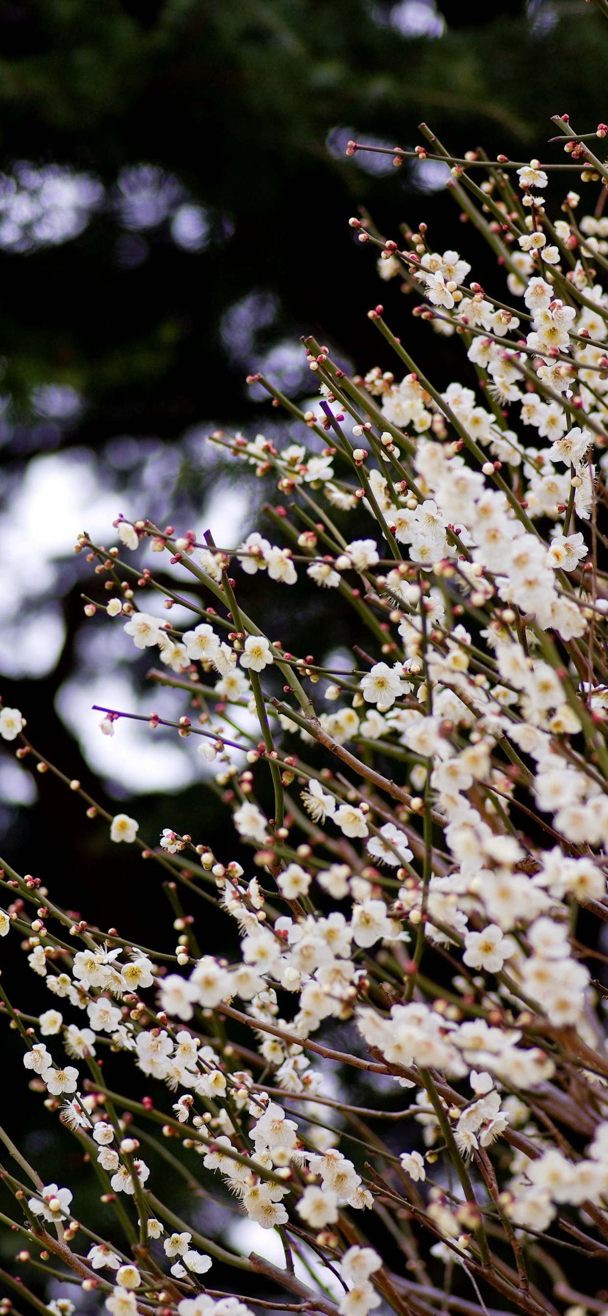 White Flowers in Tilt Shift Lens. Wallpaper in 1242x2688 Resolution