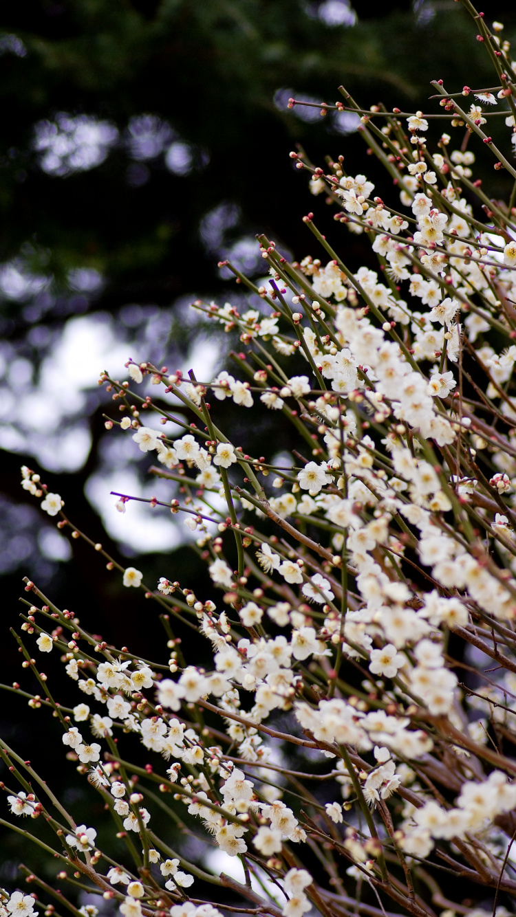 Flores Blancas en Lente de Cambio de Inclinación. Wallpaper in 750x1334 Resolution