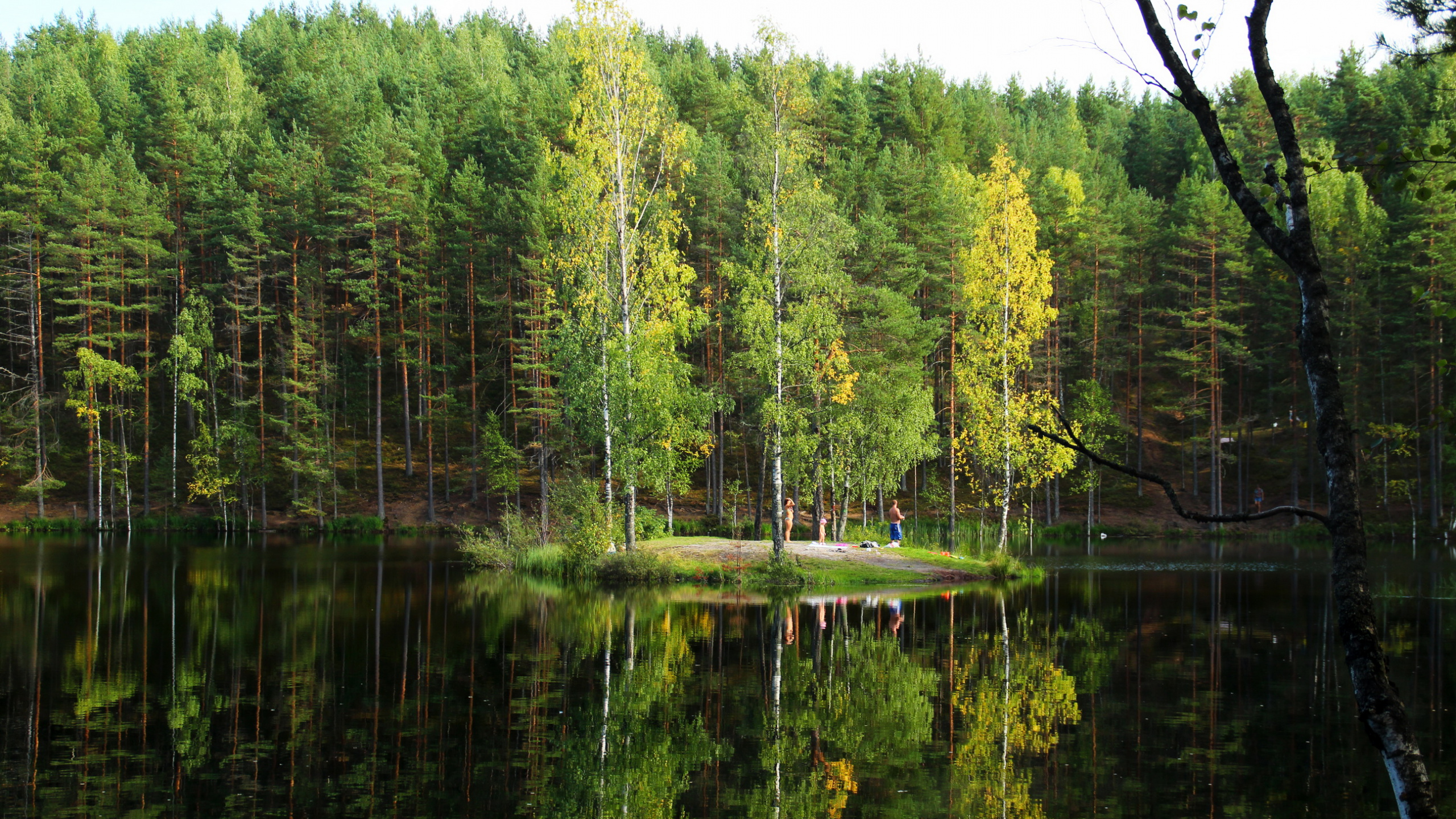 Tagsüber Grüne Bäume am See. Wallpaper in 2560x1440 Resolution