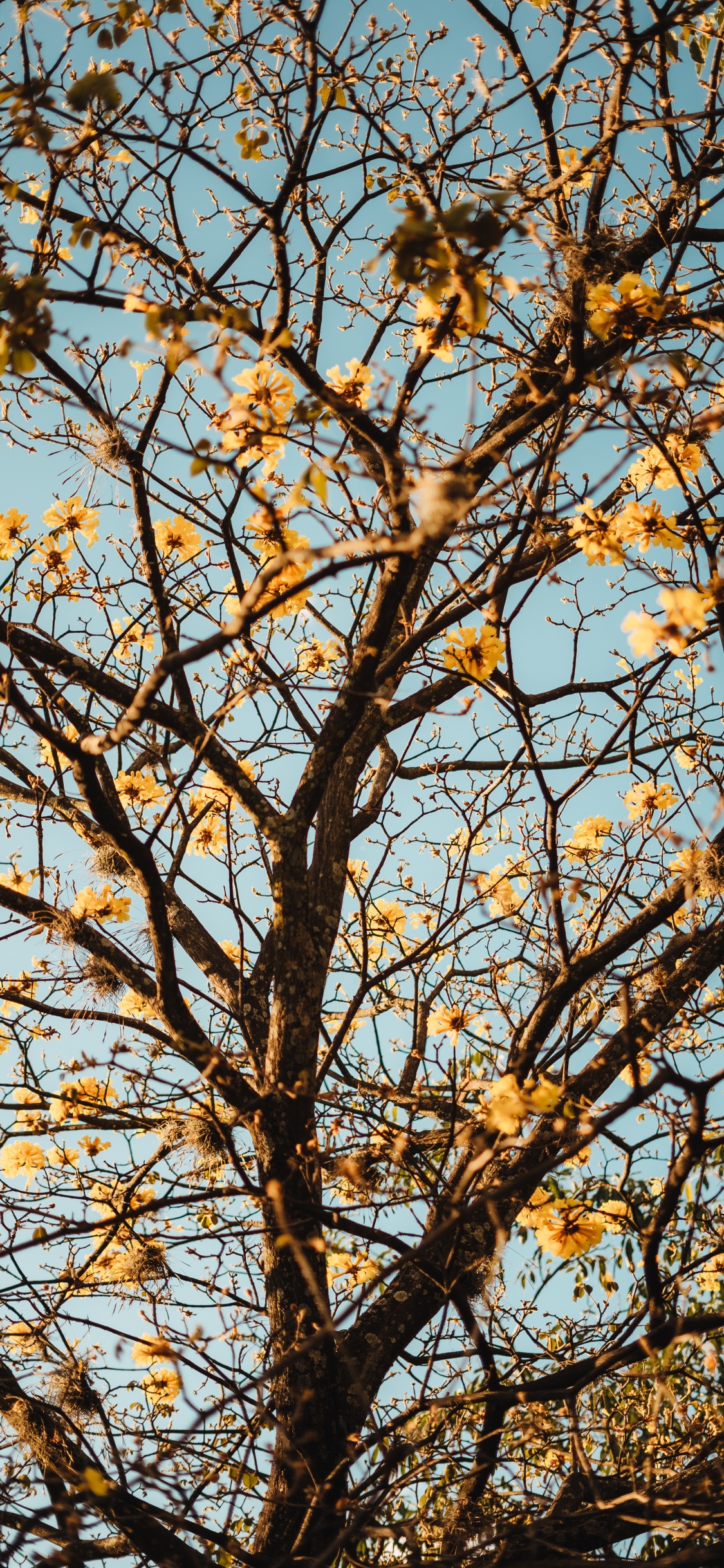 Rameau, Plantes Ligneuses, Feuille, Jaune, Feuilles Caduques. Wallpaper in 1125x2436 Resolution