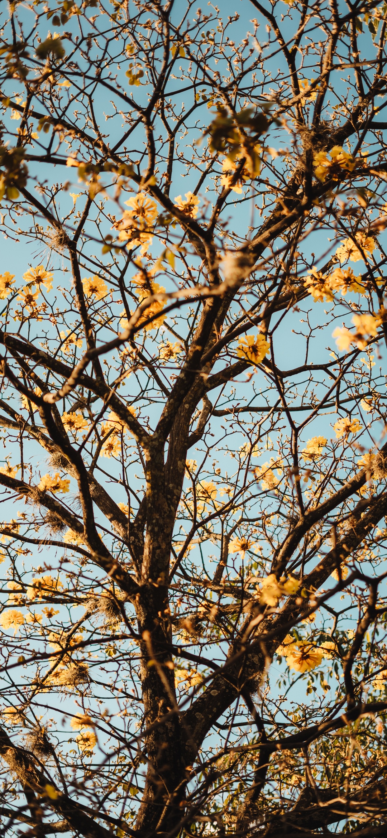 Rameau, Plantes Ligneuses, Feuille, Jaune, Feuilles Caduques. Wallpaper in 1242x2688 Resolution