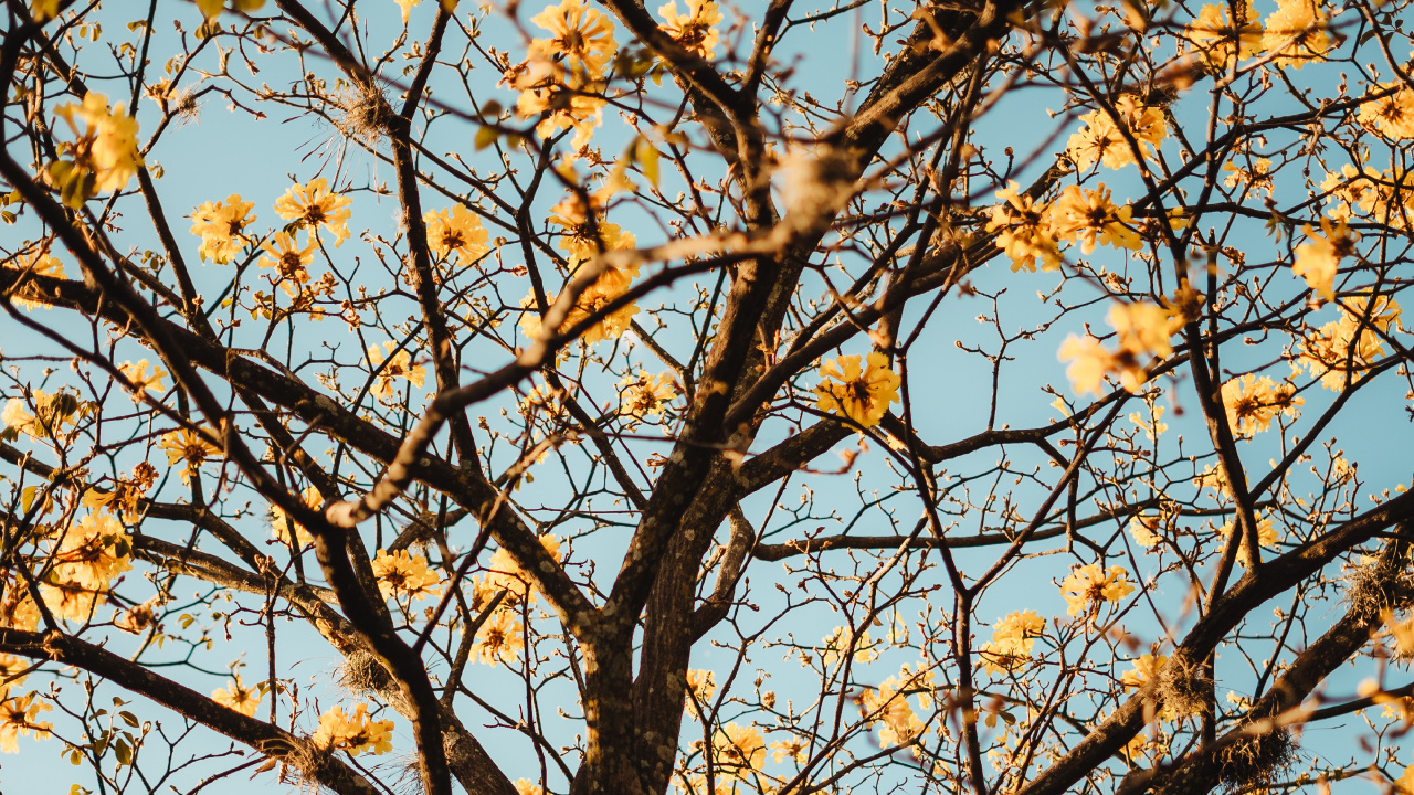 Rameau, Plantes Ligneuses, Feuille, Jaune, Feuilles Caduques. Wallpaper in 1280x720 Resolution