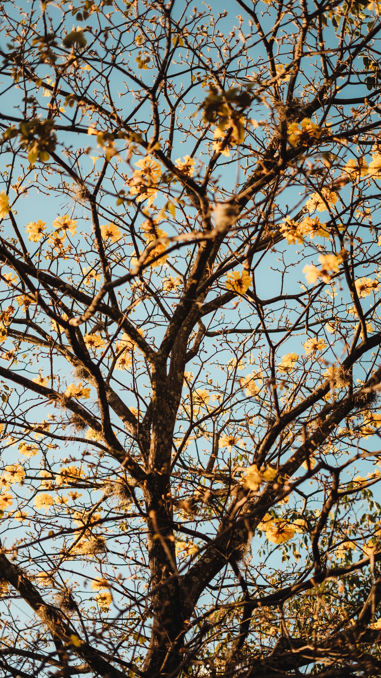 Rameau, Plantes Ligneuses, Feuille, Jaune, Feuilles Caduques. Wallpaper in 1440x2560 Resolution