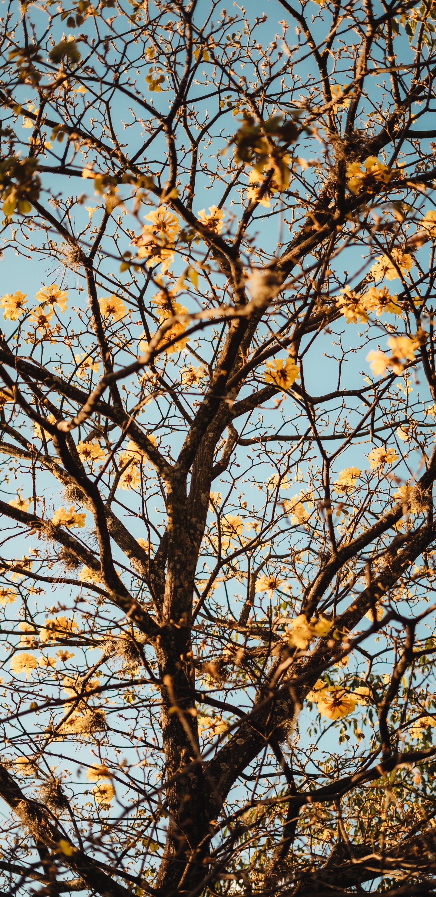 Rameau, Plantes Ligneuses, Feuille, Jaune, Feuilles Caduques. Wallpaper in 1440x2960 Resolution