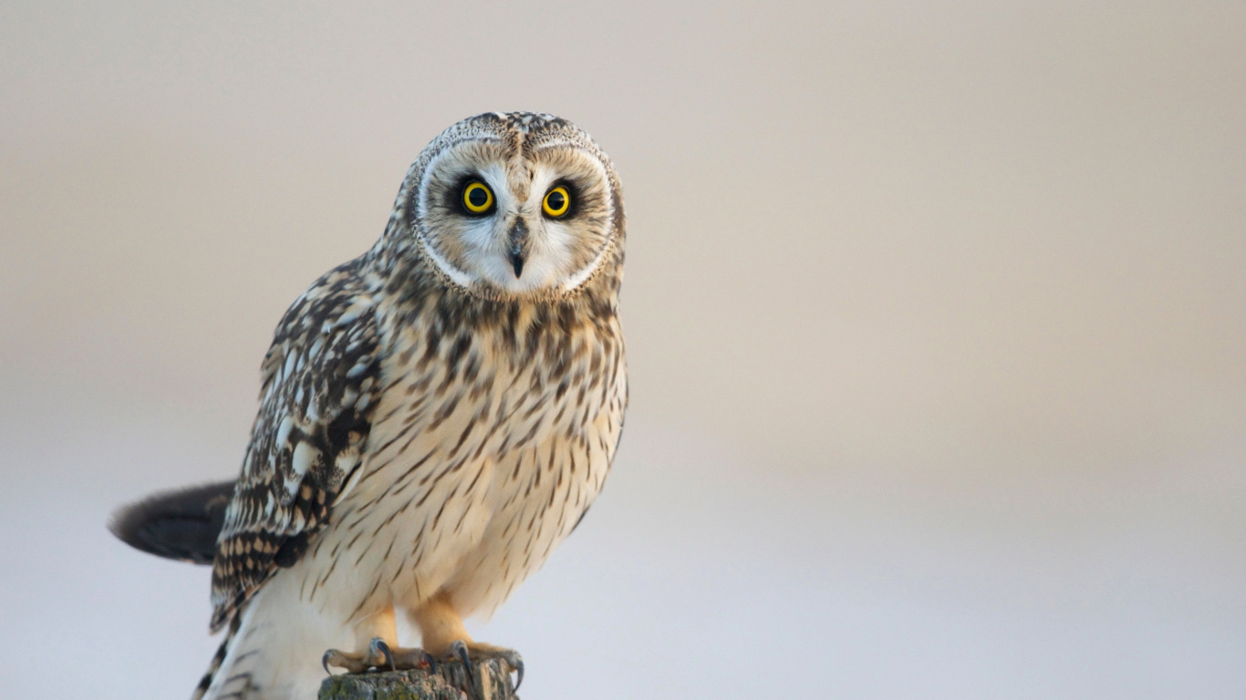 White and Black Owl on Brown Wooden Stick. Wallpaper in 1366x768 Resolution