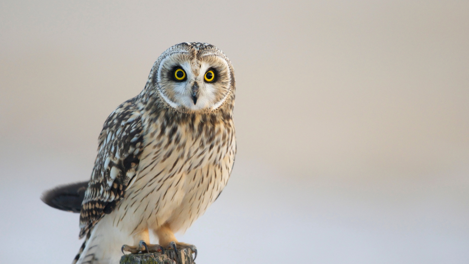 White and Black Owl on Brown Wooden Stick. Wallpaper in 1920x1080 Resolution