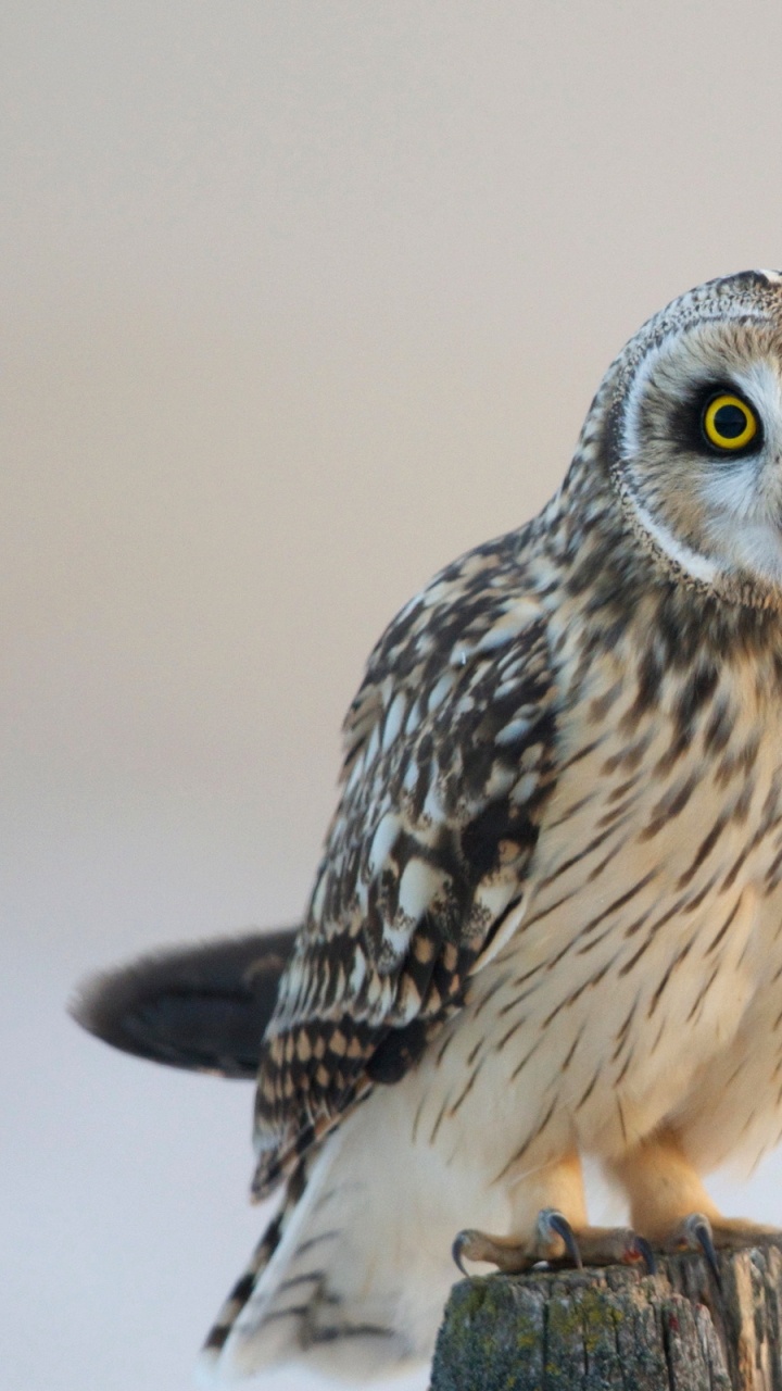 White and Black Owl on Brown Wooden Stick. Wallpaper in 720x1280 Resolution
