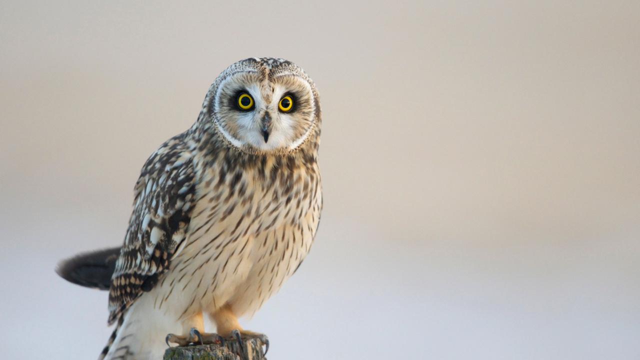 Hibou Blanc et Noir Sur Bâton en Bois Marron. Wallpaper in 1280x720 Resolution