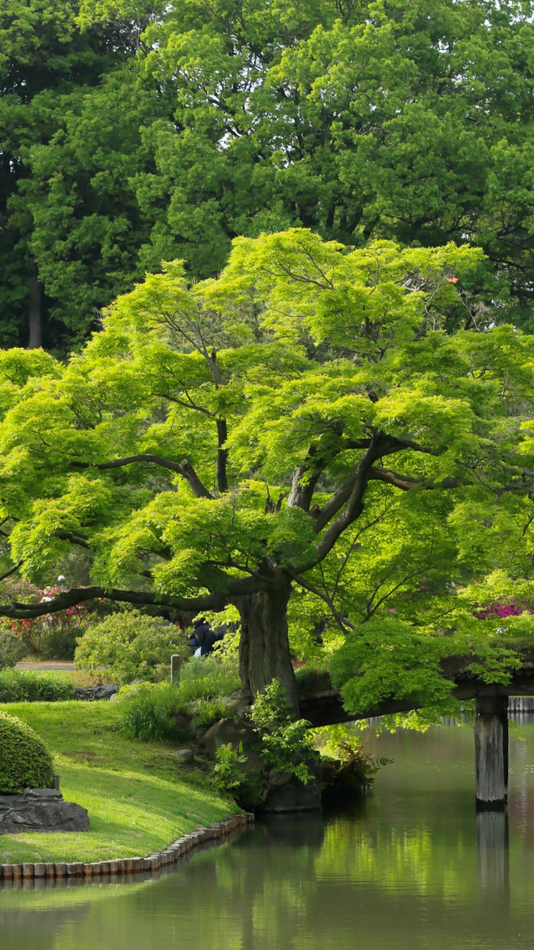 花园, 性质, 植被, 植物园, 反射 壁纸 750x1334 允许