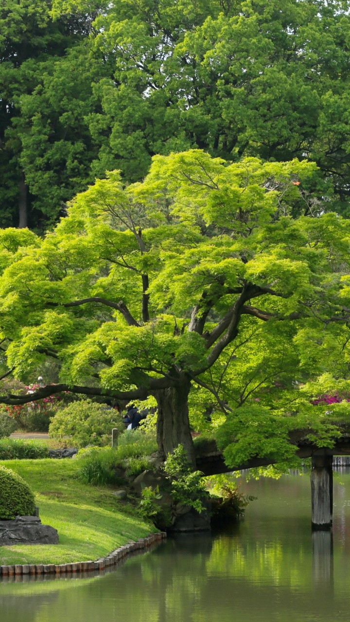 Green Trees Beside River During Daytime. Wallpaper in 720x1280 Resolution