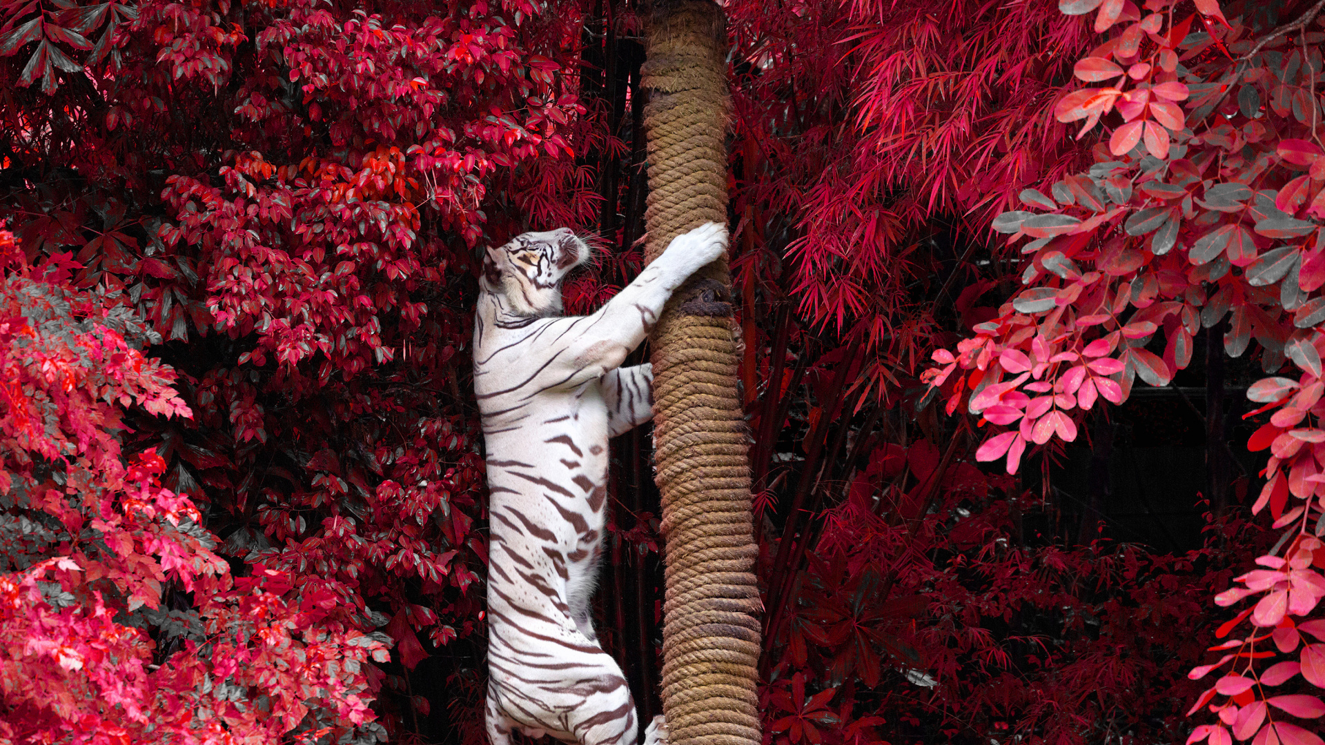 Zebra Statue Surrounded by Red Flowers. Wallpaper in 1920x1080 Resolution