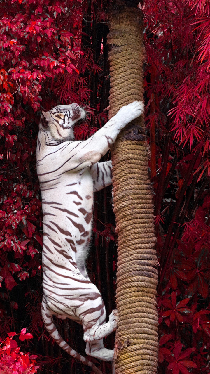 Zebra Statue Surrounded by Red Flowers. Wallpaper in 720x1280 Resolution