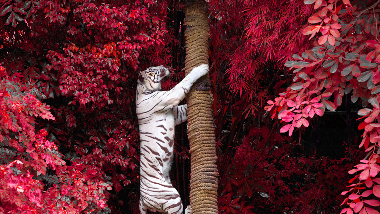 Zebrastatue Umgeben Von Roten Blumen. Wallpaper in 1280x720 Resolution