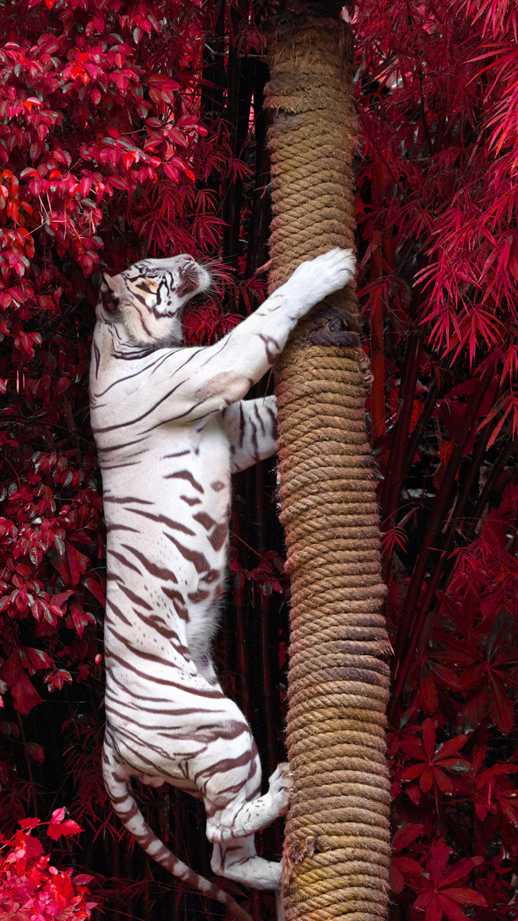 Zebrastatue Umgeben Von Roten Blumen. Wallpaper in 750x1334 Resolution