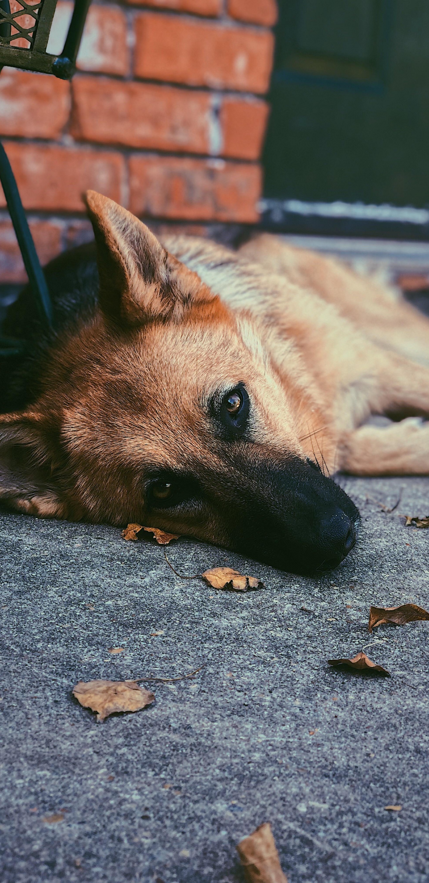 Hund, Hunderasse, Canidae, Backenbart, Carnivore. Wallpaper in 1440x2960 Resolution