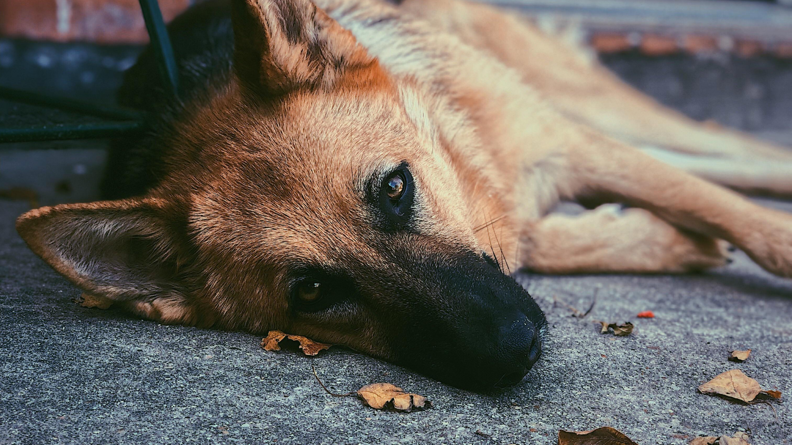 Hund, Hunderasse, Canidae, Backenbart, Carnivore. Wallpaper in 2560x1440 Resolution