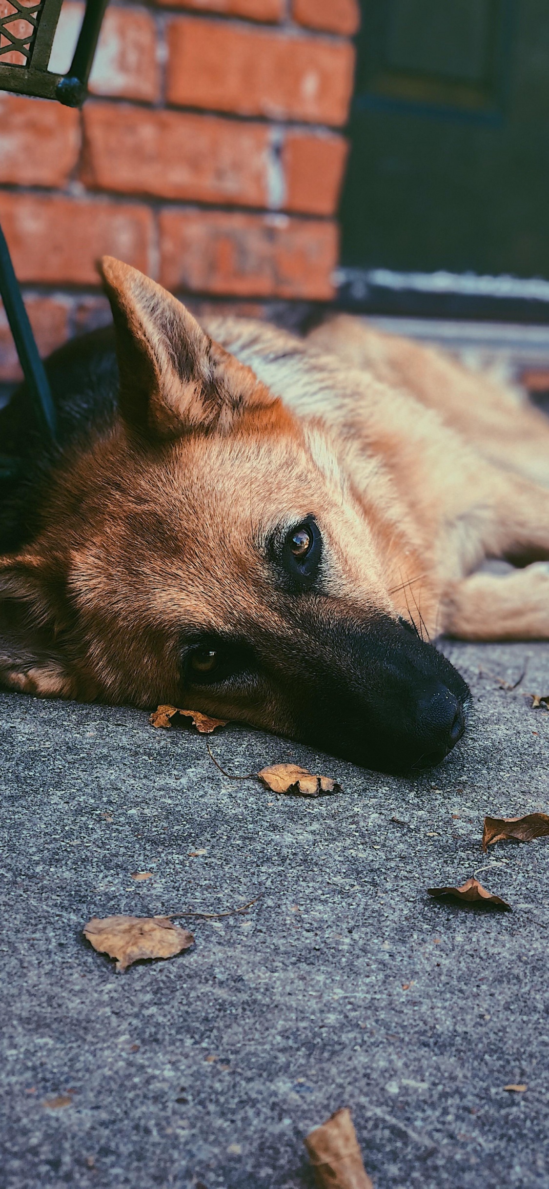 Perro, Raza de Perro, Canidae, Carnívoro, Ventana. Wallpaper in 1125x2436 Resolution