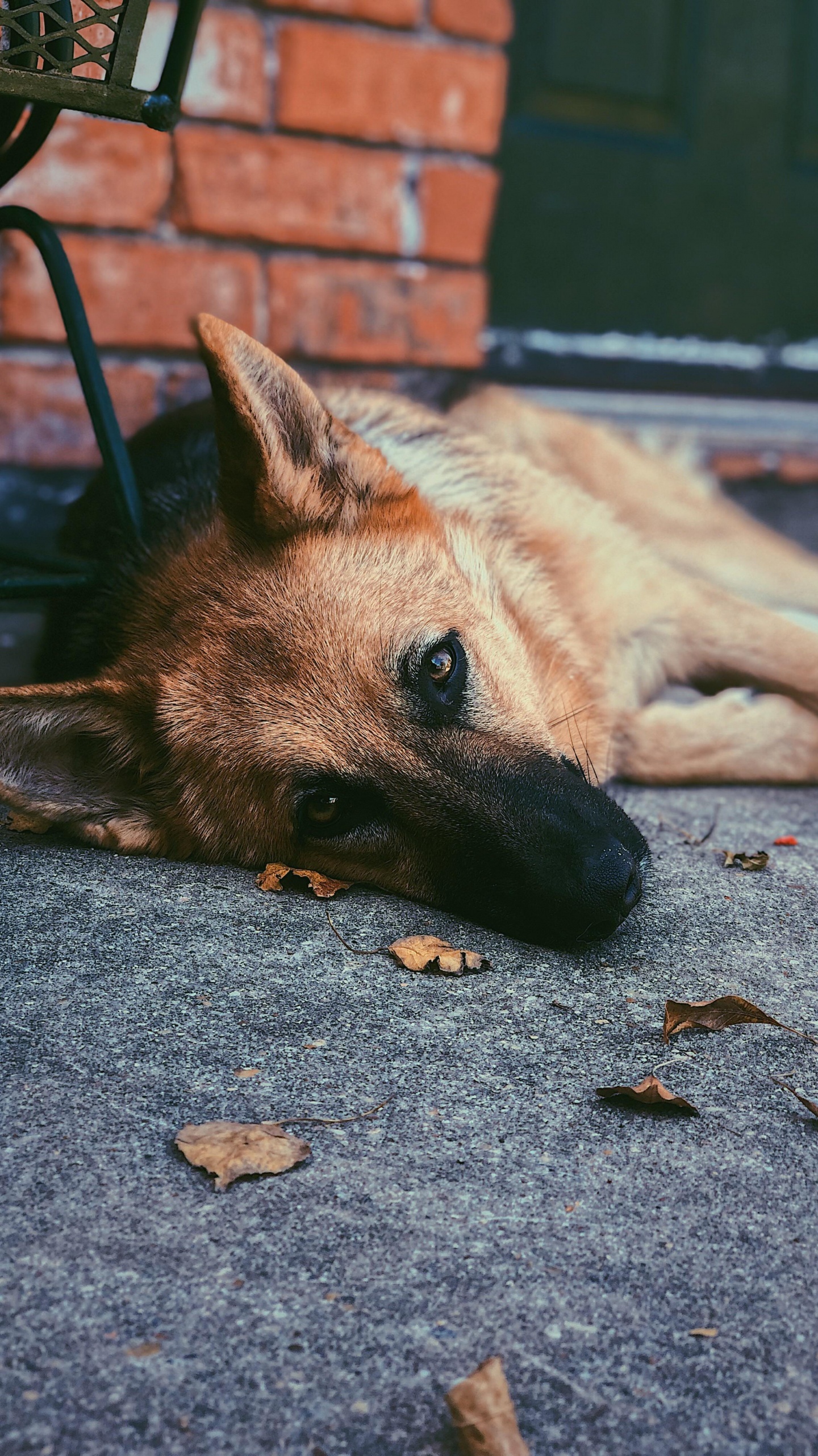 Perro, Raza de Perro, Canidae, Carnívoro, Ventana. Wallpaper in 1440x2560 Resolution