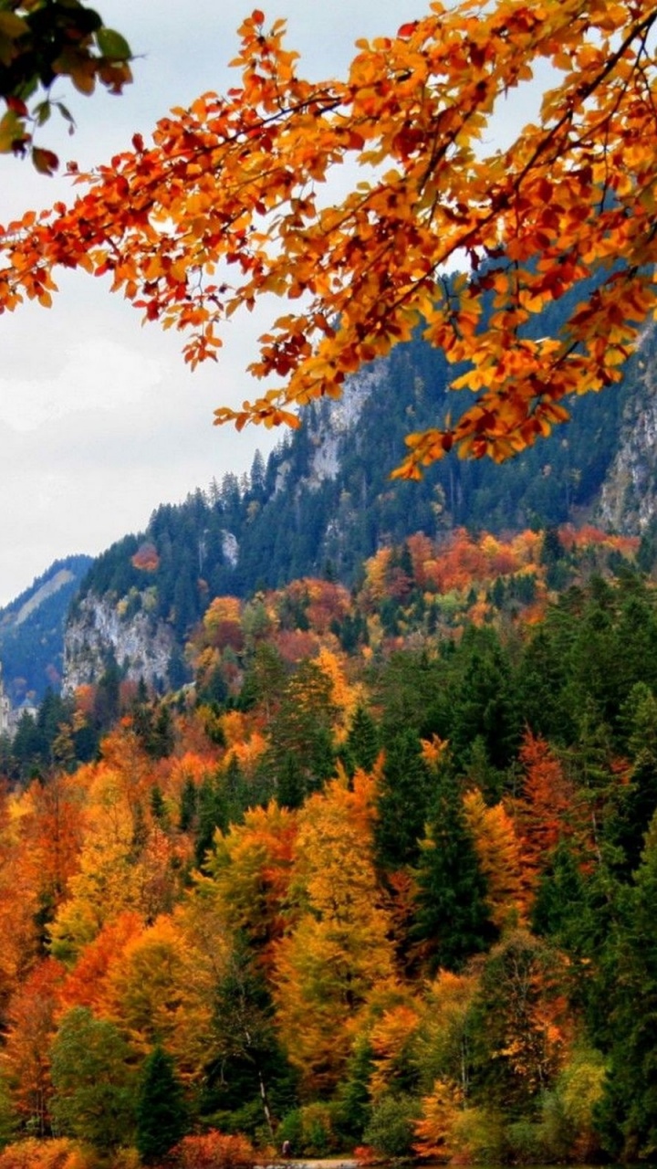 Green and Brown Trees Near White Concrete Building Under White Clouds and Blue Sky During Daytime. Wallpaper in 720x1280 Resolution