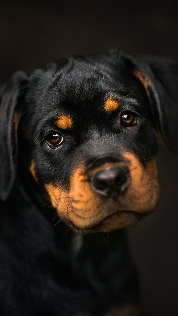 Chiot Rottweiler Noir et Feu. Wallpaper in 720x1280 Resolution