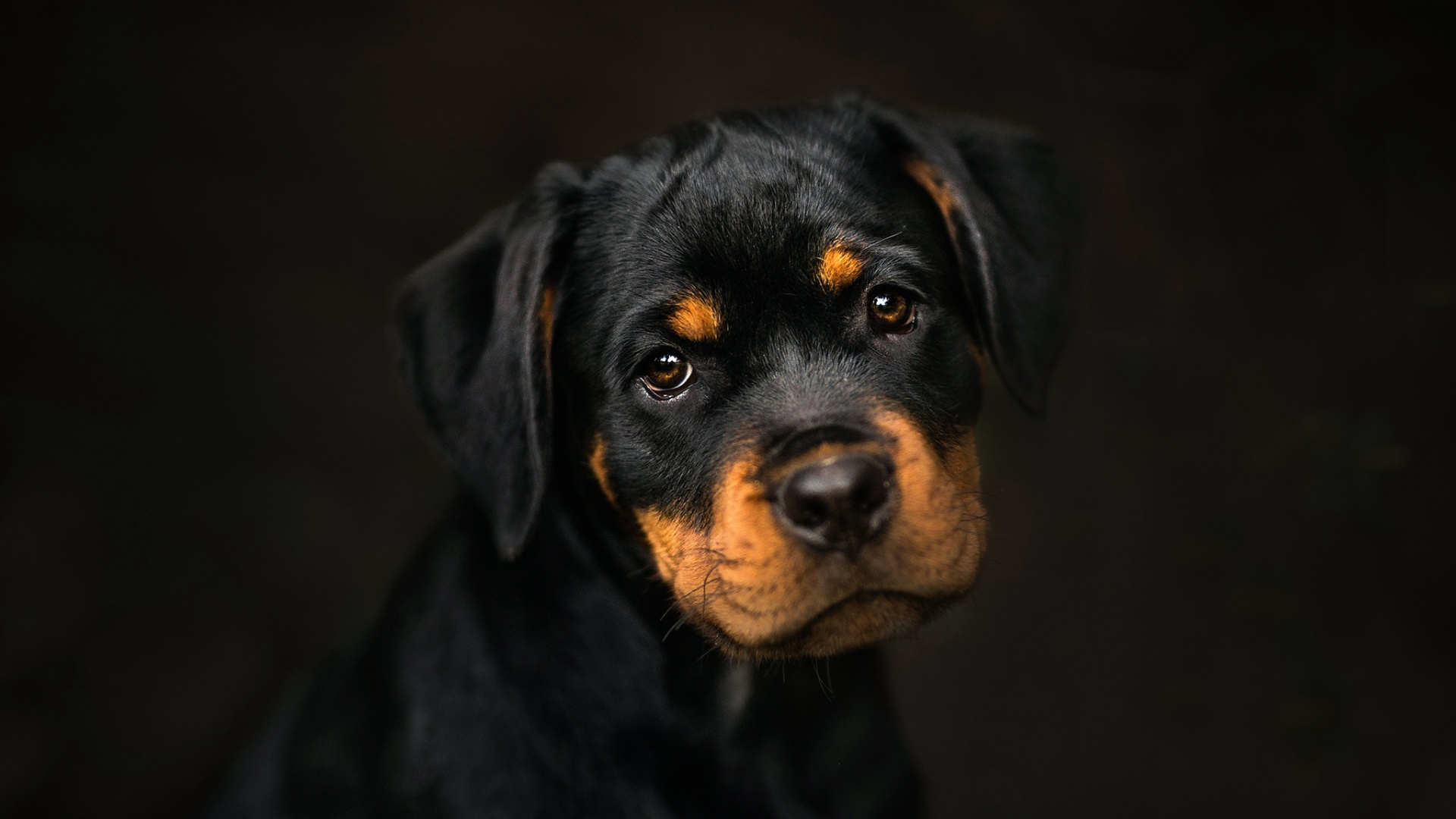Cachorro Rottweiler Negro y Fuego. Wallpaper in 1920x1080 Resolution
