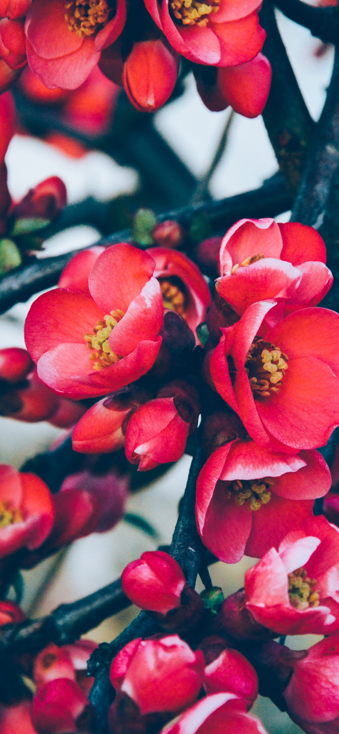 Rote Und Weiße Blumen in Tilt-Shift-Linse. Wallpaper in 1125x2436 Resolution