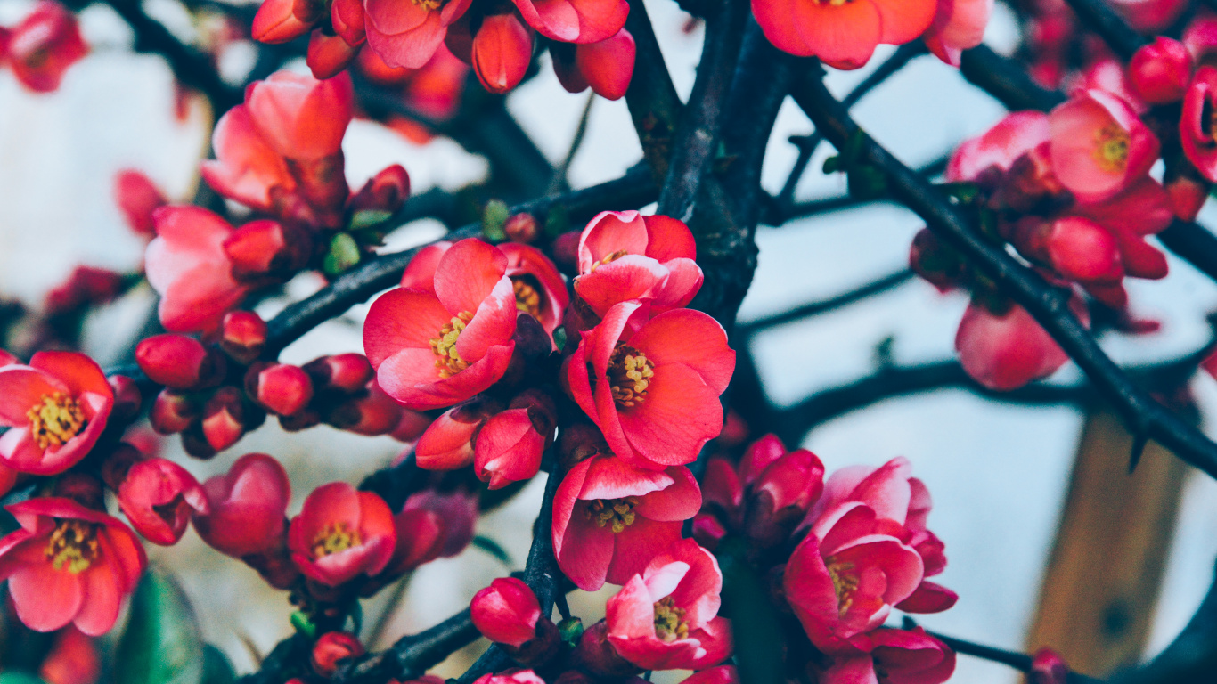 Rote Und Weiße Blumen in Tilt-Shift-Linse. Wallpaper in 1366x768 Resolution
