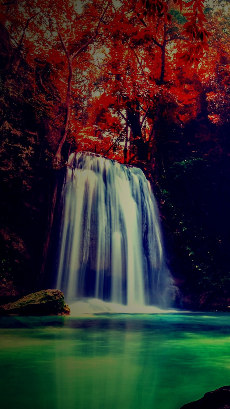 Arbres Bruns Avec Champ D'herbe Verte Pendant la Journée. Wallpaper in 750x1334 Resolution